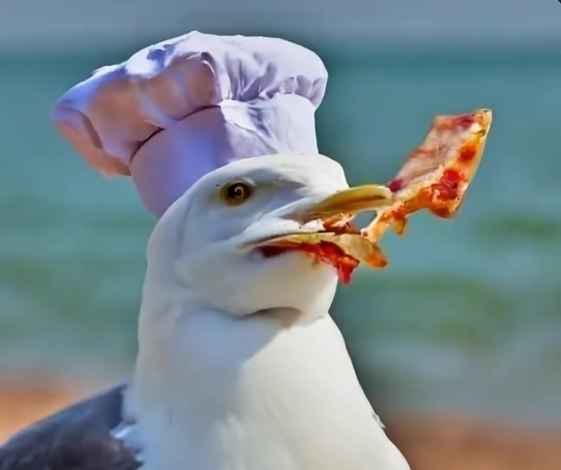Seagull chef eating pizza